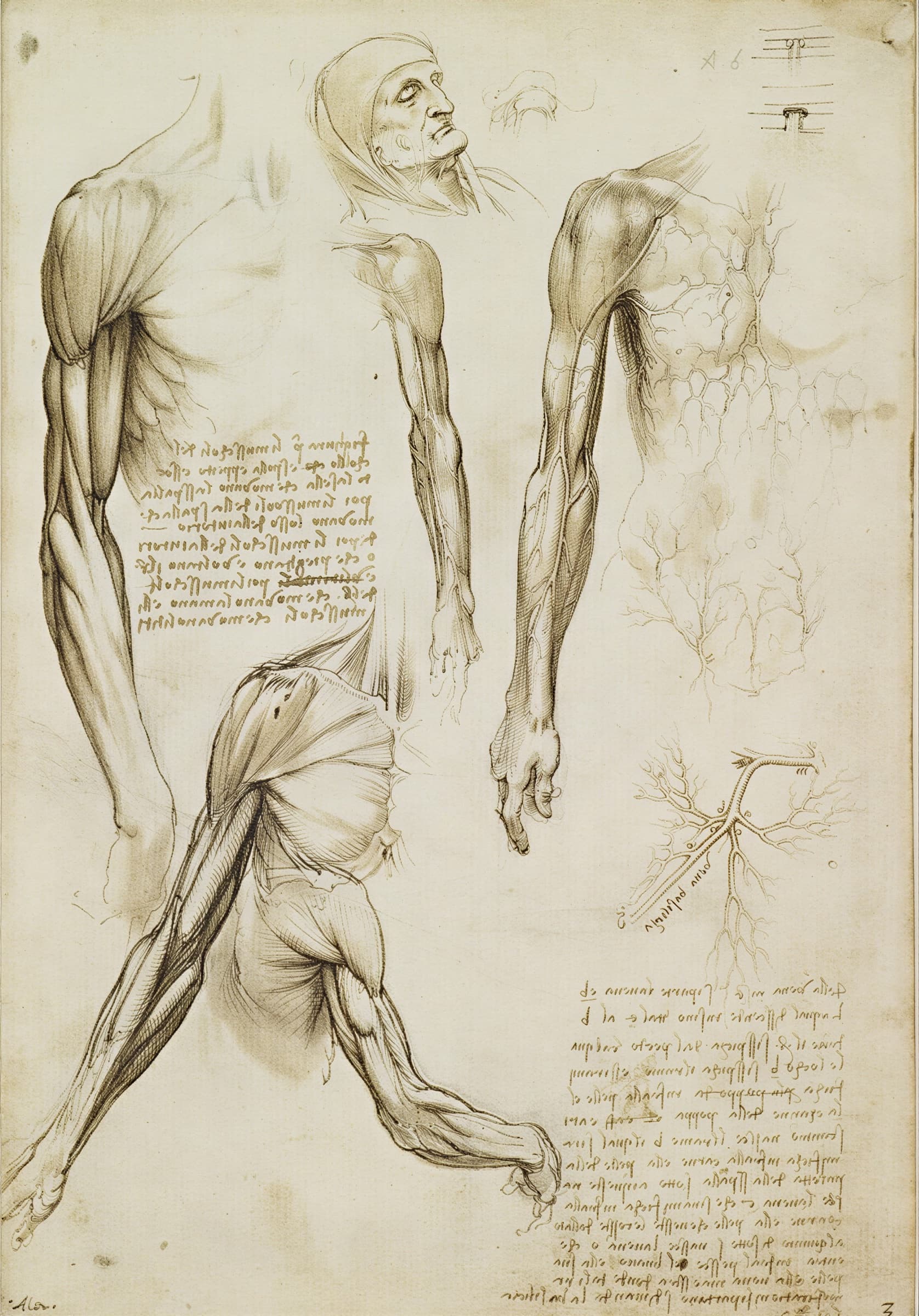 Muscles of the arm and the veins of the arm and trunk