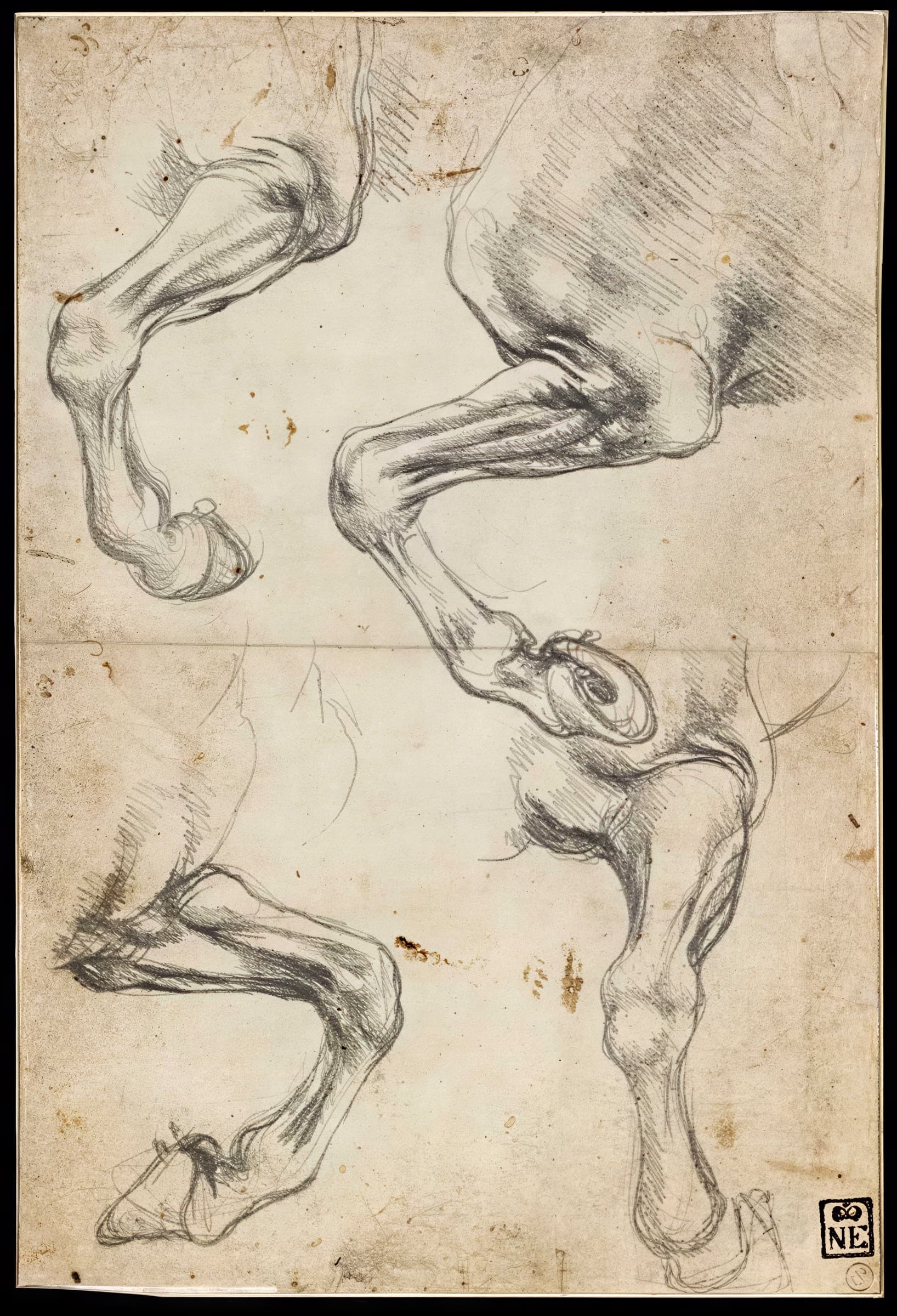 Studies of horses' legs